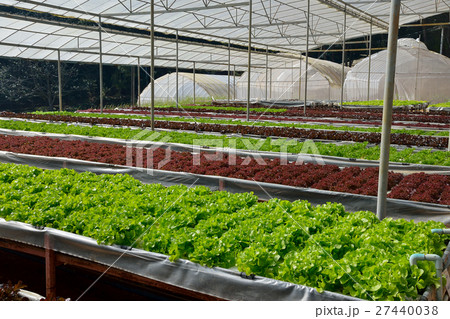 The organic vegetables in the hydroponic farm 27440038