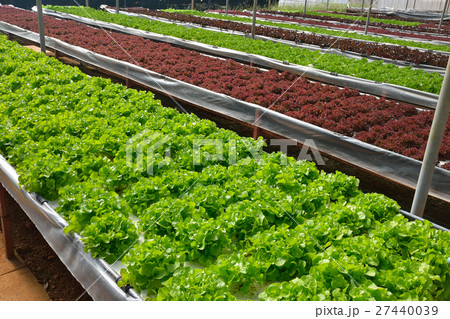 The organic vegetables in the hydroponic farm The organic vegetables in the hydroponic farm 27440039
