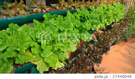 Vegetables salad growing out of the earth  Vegetables salad growing out of the earth  27440048