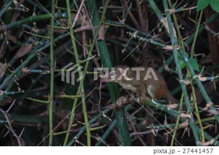 Northern treeshrew (Tupaia belangeri) 27441457