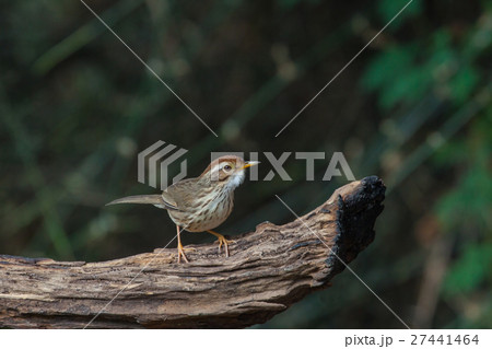 Beautiful bird Puff-throated Babbler in the nature 27441464