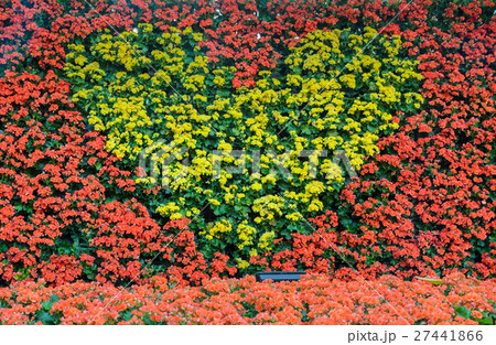 Yellow Begonia blossoms in heart shape wall 27441866