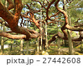 兼六園の大木 27442608