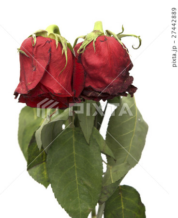 two withered roses two withered roses 27442889