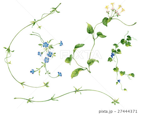 草花スケッチ 27444371