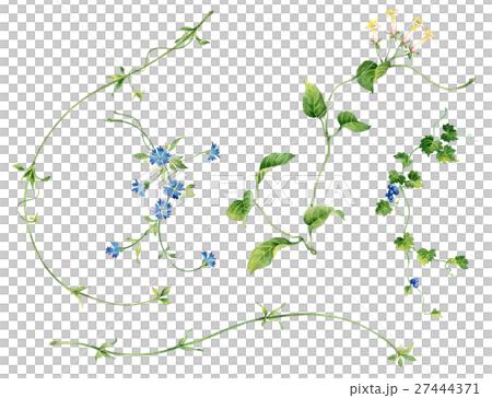 草花スケッチ 27444371