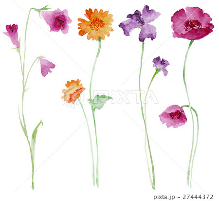 草花スケッチ 27444372