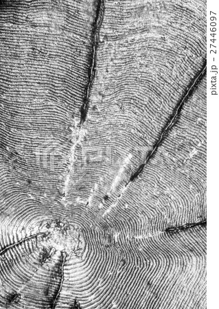 Furrowed bream scale 27446097
