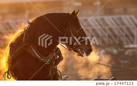 競馬場の馬 27447123