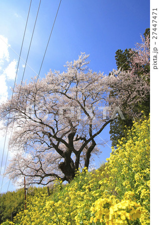 桃前のサクラ（二本松市） 27447471