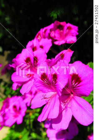 ペラルゴニウム ペラルゴニウム 27451502