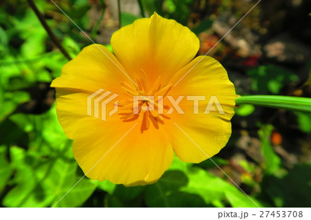 ハナビシソウ（カリフォルニアポピー） 27453708