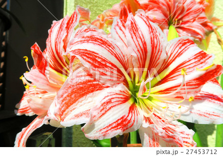 アマリリス 27453712