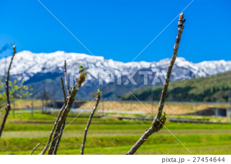 タラの芽と妙高山 27454644