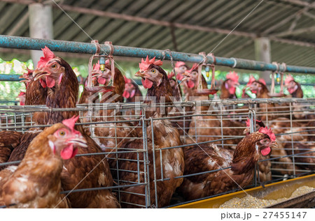 egg chicken farm 27455147