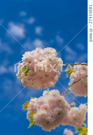 八重桜 27455681