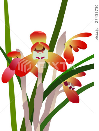 日本春蘭 27455750