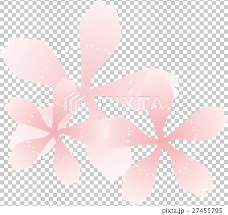 Cherry Blossoms Flower Tricolor Pink Cherry Blossoms Flower Tricolor Pink 27455795