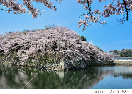 彦根城、桜 27455925
