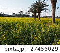 渥美半島菜の花まつり 27456029