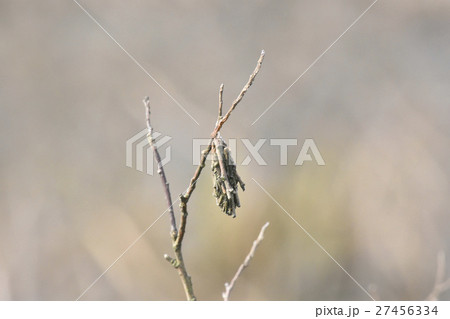 蓑虫 蓑虫 27456334