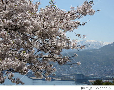 小樽・水天宮の桜 小樽・水天宮の桜 27456609