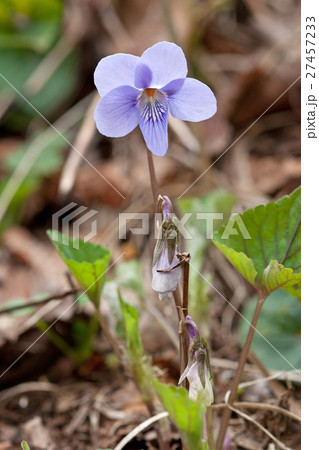 スミレの開花 奥高尾小仏峠 スミレの開花 奥高尾小仏峠 27457233