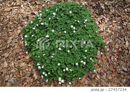 ニリンソウの丸い株 小金井公園 ニリンソウの丸い株 小金井公園 27457234
