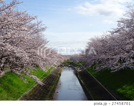 桜 古都奈良 佐保川 桜 古都奈良 佐保川 27458701
