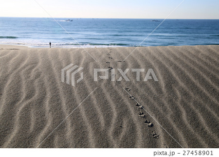 鳥の足跡 27458901