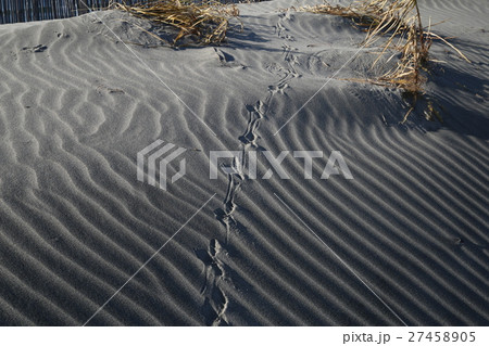 鳥の足跡 鳥の足跡 27458905