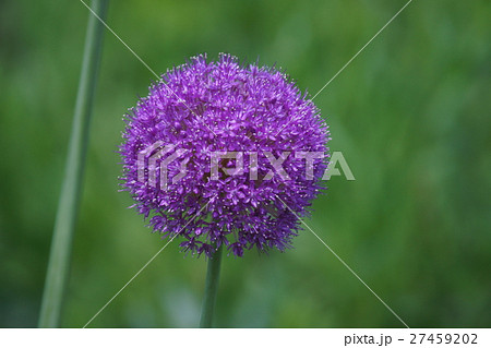 花葱 ギガンチウム 花言葉は「正しい主張」 花葱 ギガンチウム 花言葉は「正しい主張」 27459202