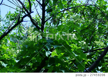 岩絡イワガラミ　花言葉は「忠実」 27459206