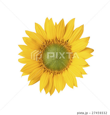 ひまわり 27459332