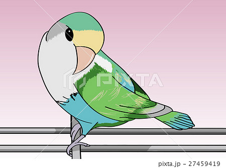 小首をかしげるコザクラインコ 27459419