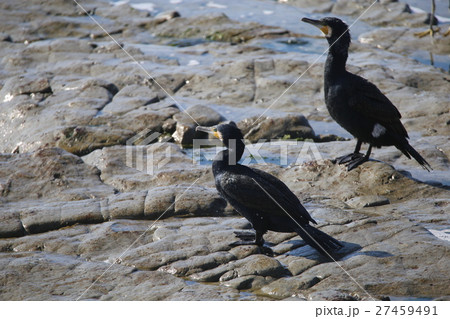 海岸のカワウ 27459491