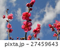 百梅園の梅の花 27459643
