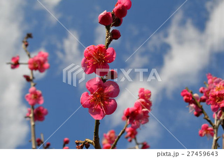 百梅園の梅の花 百梅園の梅の花 27459643