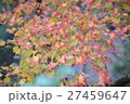 三色もみじ 27459647