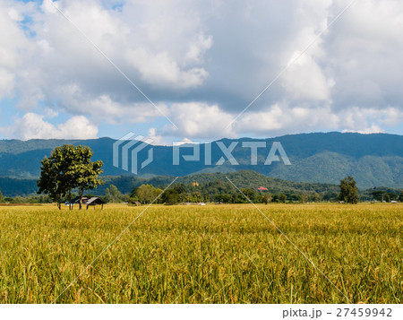 paddy rice in field paddy rice in field 27459942
