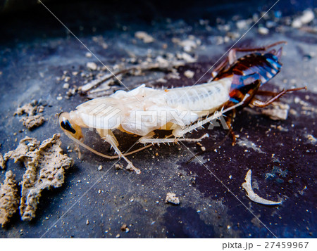 molting cockroach 27459967