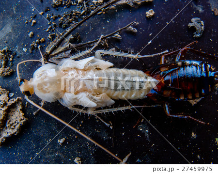 molting cockroach molting cockroach 27459975