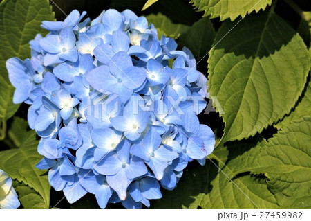 鮮やかに咲く青い紫陽花 27459982