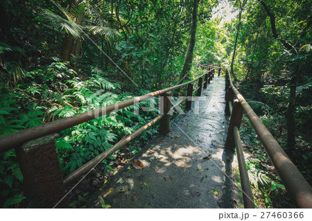 Long walking path inside tropical forest 27460366