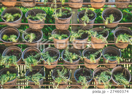 Plantation in small pots Plantation in small pots 27460374