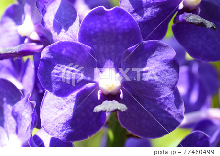 Bouquet of purple orchids.(Vanda) Bouquet of purple orchids.(Vanda) 27460499