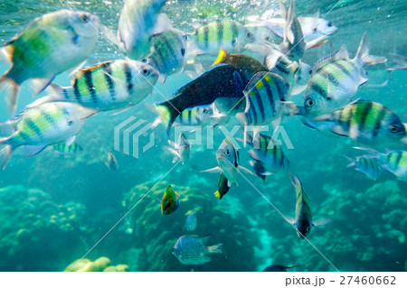 Underwater fish crowd with reef rock in sea 27460662