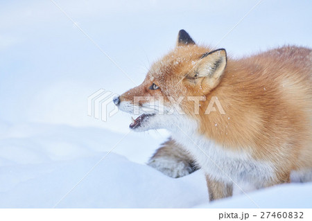 雪の上のキタキツネ 27460832