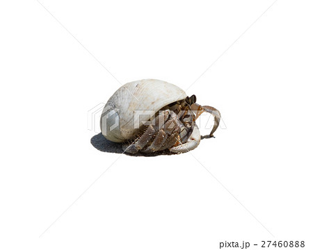 Hermit crab ensconce on white background Hermit crab ensconce on white background 27460888