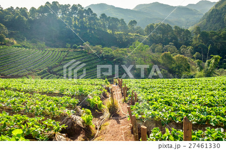 Strawberry platation mountain stairs beautiful Strawberry platation mountain stairs beautiful 27461330